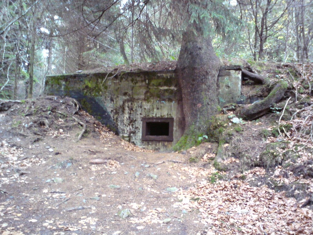 Ein Baum wächst auf einem Bunker des Westwalls in der Eifel