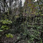 verlassenes gebäude im wald